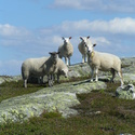 Noen av Innbyggerne På Langseterfjellet